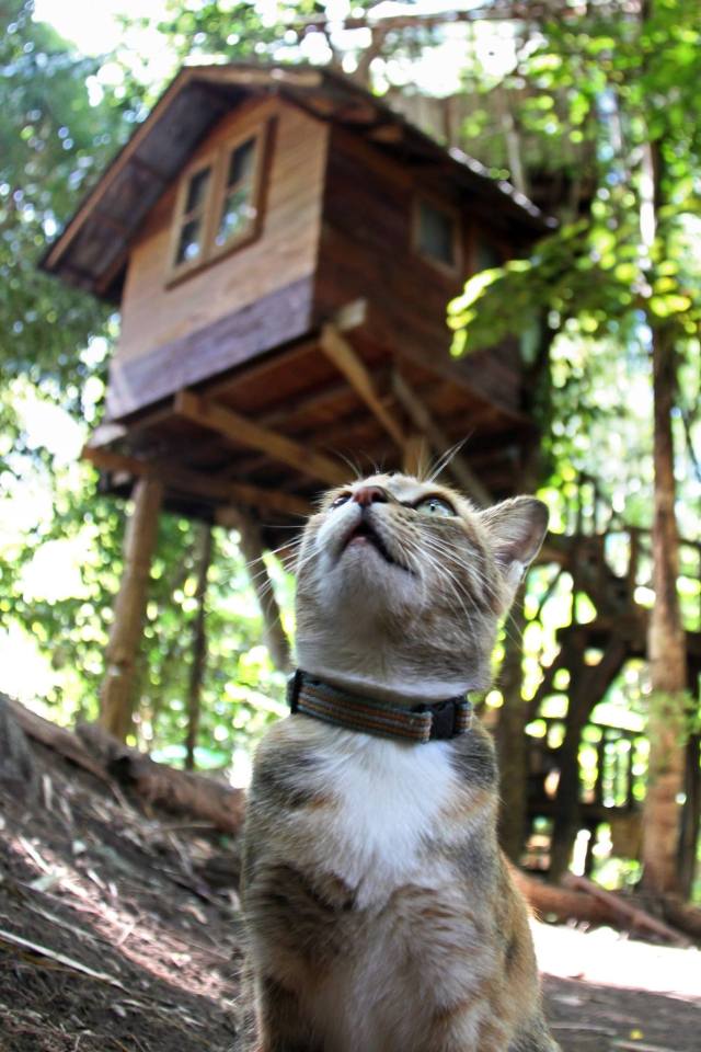 Treehouse at the Rabeang Pasak Chiangmai Treehouse Resort in northern Thailand. | www.facebook.com/SmallHouseBliss