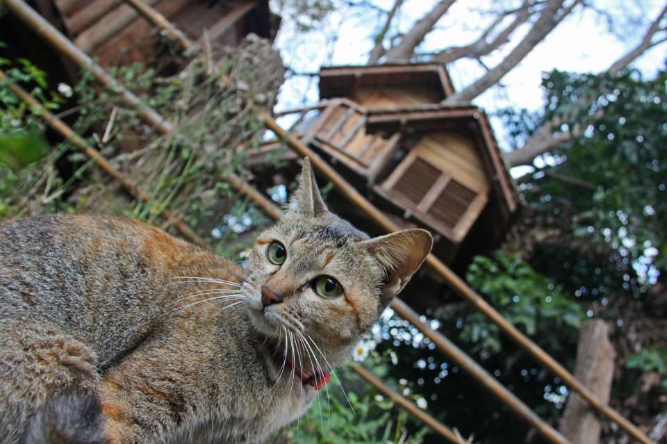 Treehouse at the Rabeang Pasak Chiangmai Treehouse Resort in northern Thailand. | www.facebook.com/SmallHouseBliss