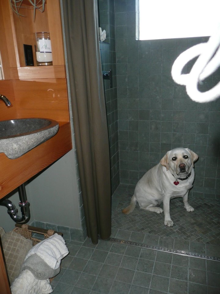 The Waterhaus, a tiny sustainable prefab designed for a healthy indoor environment. It has one bedroom in 450 sq ft. | www.facebook.com/SmallHouseBliss